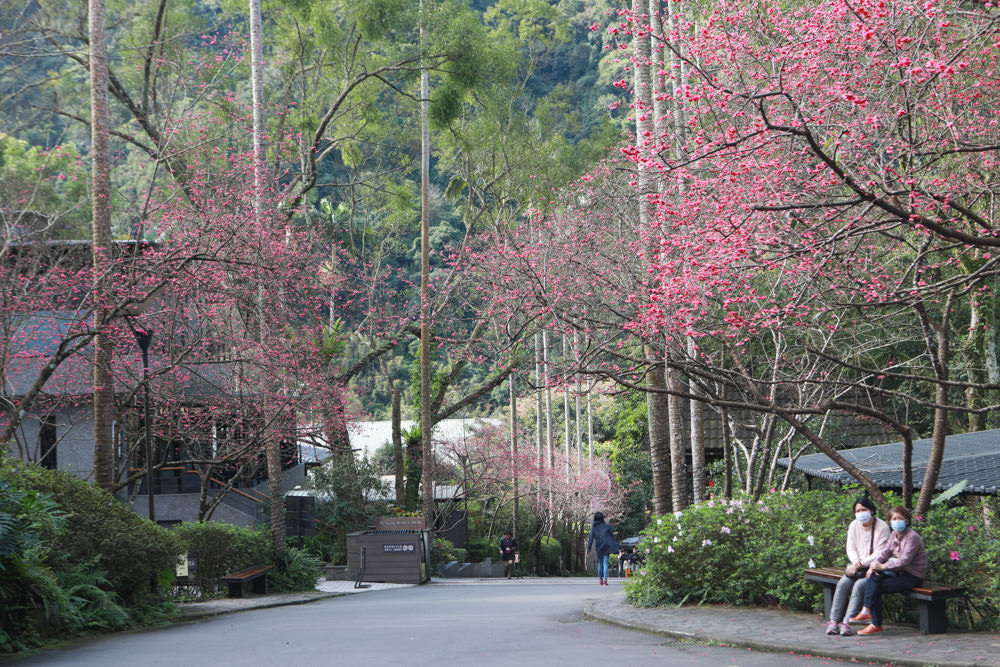 台北三峽寵物友善飯店|大板根森林溫泉酒店。寵物客房、帶毛小孩爬山體驗森林芬多精吧! - 第95張圖 台北三峽寵物友善飯店|大板根森林溫泉酒店。寵物客房、帶毛小孩爬山體驗森林芬多精吧!