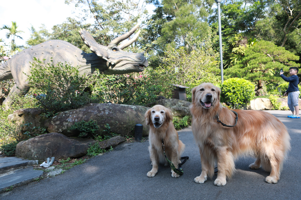 台北三峽寵物友善飯店|大板根森林溫泉酒店。寵物客房、帶毛小孩爬山體驗森林芬多精吧! - 第52張圖 台北三峽寵物友善飯店|大板根森林溫泉酒店。寵物客房、帶毛小孩爬山體驗森林芬多精吧!
