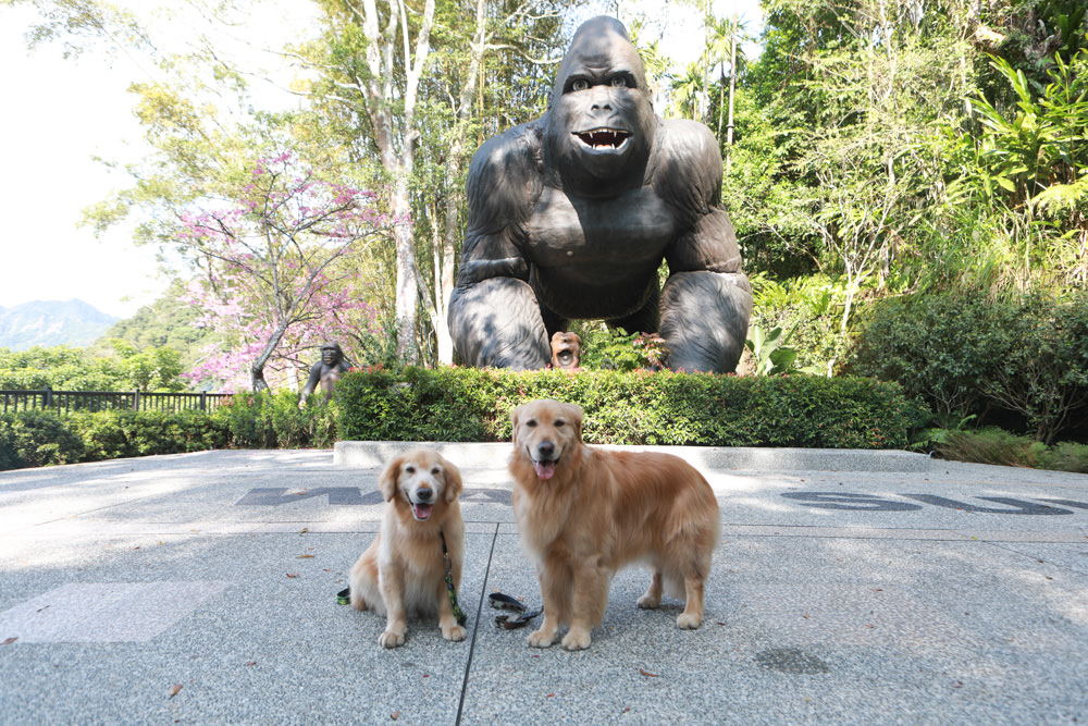 台北三峽寵物友善飯店|大板根森林溫泉酒店。寵物客房、帶毛小孩爬山體驗森林芬多精吧! - 第51張圖 台北三峽寵物友善飯店|大板根森林溫泉酒店。寵物客房、帶毛小孩爬山體驗森林芬多精吧!