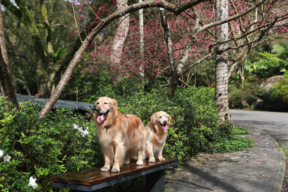 台北三峽寵物友善飯店|大板根森林溫泉酒店。寵物客房、帶毛小孩爬山體驗森林芬多精吧! - 第94張圖 台北三峽寵物友善飯店|大板根森林溫泉酒店。寵物客房、帶毛小孩爬山體驗森林芬多精吧!