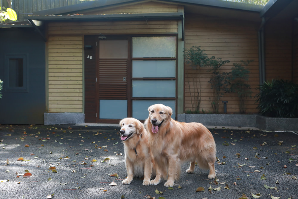 台北三峽寵物友善飯店|大板根森林溫泉酒店。寵物客房、帶毛小孩爬山體驗森林芬多精吧! - 第42張圖 台北三峽寵物友善飯店|大板根森林溫泉酒店。寵物客房、帶毛小孩爬山體驗森林芬多精吧!