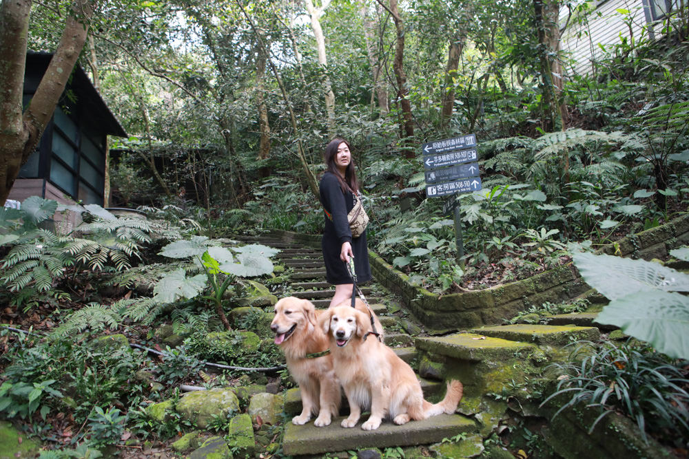 台北三峽寵物友善飯店|大板根森林溫泉酒店。寵物客房、帶毛小孩爬山體驗森林芬多精吧! - 第1張圖 台北三峽寵物友善飯店|大板根森林溫泉酒店。寵物客房、帶毛小孩爬山體驗森林芬多精吧!