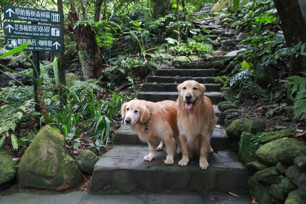 台北三峽寵物友善飯店|大板根森林溫泉酒店。寵物客房、帶毛小孩爬山體驗森林芬多精吧! - 第48張圖 台北三峽寵物友善飯店|大板根森林溫泉酒店。寵物客房、帶毛小孩爬山體驗森林芬多精吧!