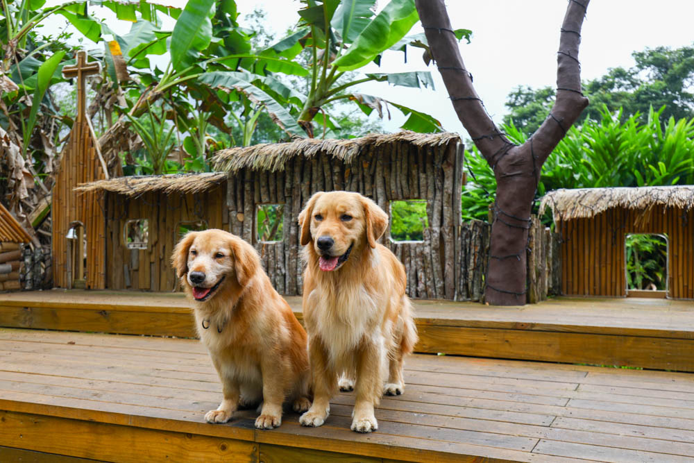 花蓮絕美飯店|太魯閣山月村。群山圍繞的美麗山谷、太魯閣傳統部落、寵物友善、一泊二食、布洛灣、山月吊橋! - 第20張圖 花蓮絕美飯店|太魯閣山月村。群山圍繞的美麗山谷、太魯閣傳統部落、寵物友善、一泊二食、布洛灣、山月吊橋!