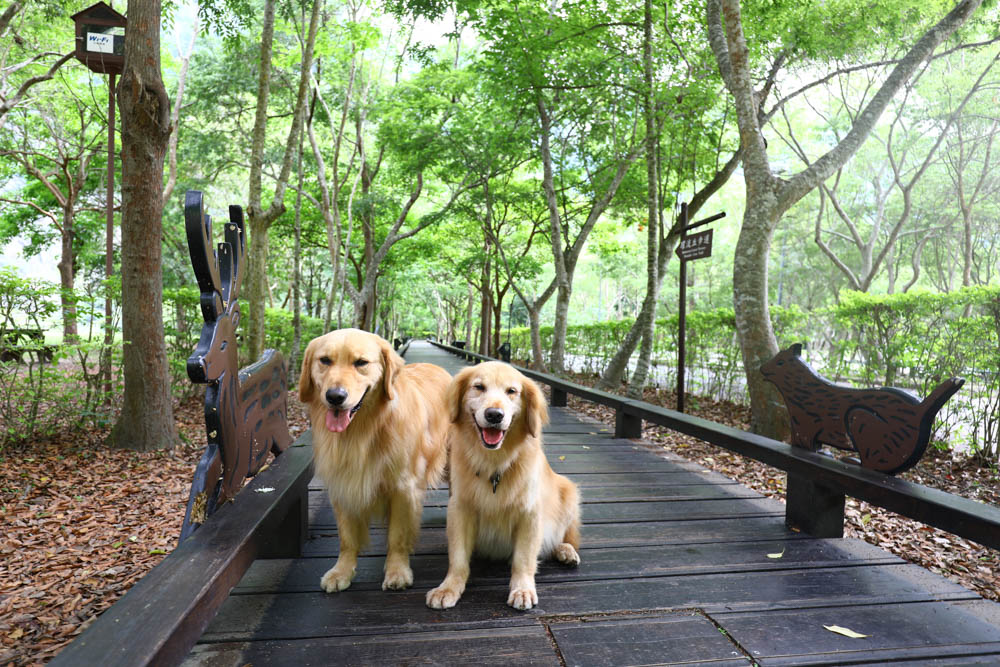 花蓮絕美飯店|太魯閣山月村。群山圍繞的美麗山谷、太魯閣傳統部落、寵物友善、一泊二食、布洛灣、山月吊橋! - 第48張圖 花蓮絕美飯店|太魯閣山月村。群山圍繞的美麗山谷、太魯閣傳統部落、寵物友善、一泊二食、布洛灣、山月吊橋!
