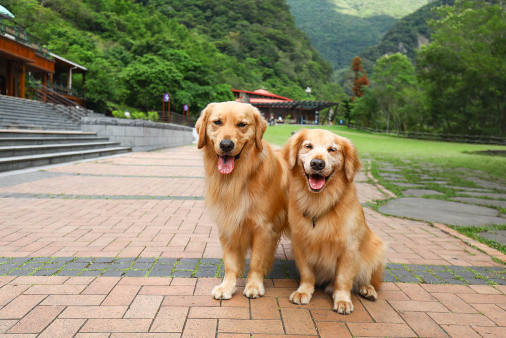 花蓮絕美飯店|太魯閣山月村。群山圍繞的美麗山谷、太魯閣傳統部落、寵物友善、一泊二食、布洛灣、山月吊橋! - 第51張圖 花蓮絕美飯店|太魯閣山月村。群山圍繞的美麗山谷、太魯閣傳統部落、寵物友善、一泊二食、布洛灣、山月吊橋!