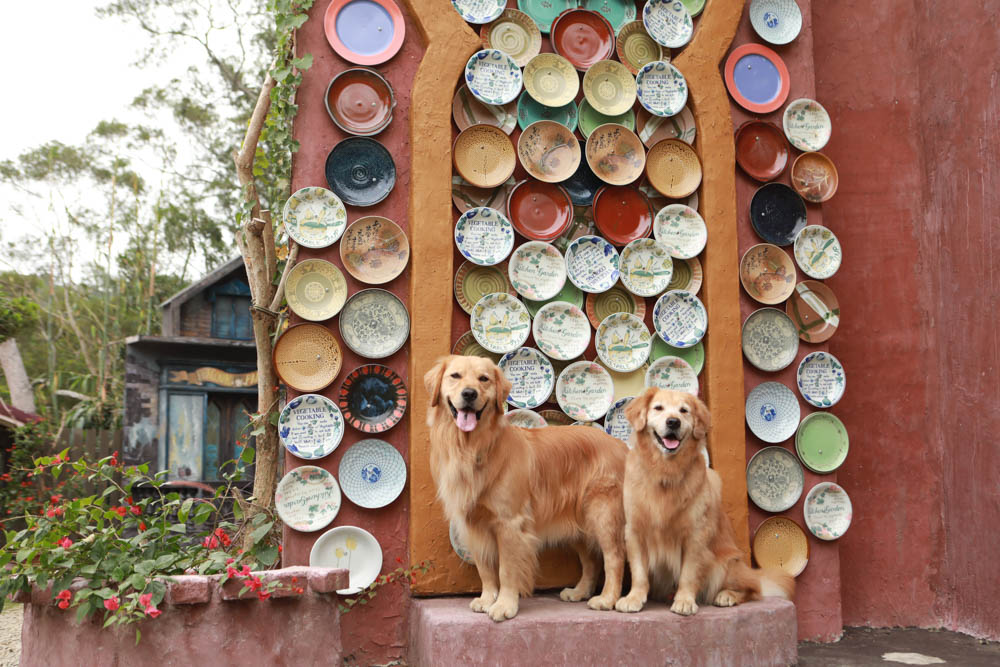 苗栗西湖|格林奇幻森林攝影基地。苗栗寵物友善景點、走進童話故事中夢幻場景、浪漫唯美婚紗場景 - 第7張圖 苗栗西湖|格林奇幻森林攝影基地。苗栗寵物友善景點、走進童話故事中夢幻場景、浪漫唯美婚紗場景