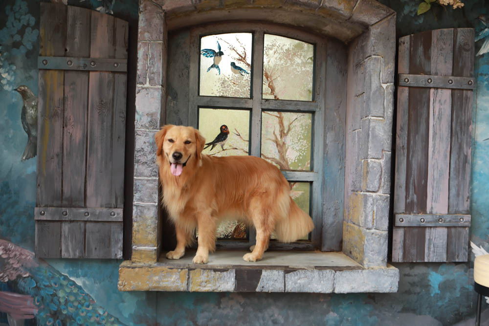 苗栗西湖|格林奇幻森林攝影基地。苗栗寵物友善景點、走進童話故事中夢幻場景、浪漫唯美婚紗場景 - 第12張圖 苗栗西湖|格林奇幻森林攝影基地。苗栗寵物友善景點、走進童話故事中夢幻場景、浪漫唯美婚紗場景