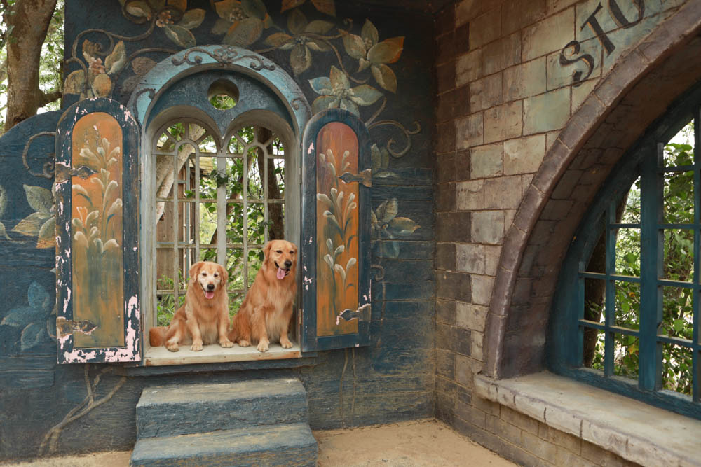 苗栗西湖|格林奇幻森林攝影基地。苗栗寵物友善景點、走進童話故事中夢幻場景、浪漫唯美婚紗場景 - 第16張圖 苗栗西湖|格林奇幻森林攝影基地。苗栗寵物友善景點、走進童話故事中夢幻場景、浪漫唯美婚紗場景