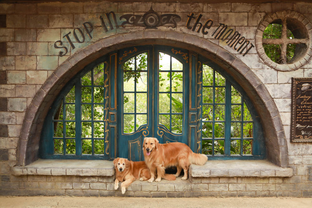 苗栗西湖|格林奇幻森林攝影基地。苗栗寵物友善景點、走進童話故事中夢幻場景、浪漫唯美婚紗場景 - 第17張圖 苗栗西湖|格林奇幻森林攝影基地。苗栗寵物友善景點、走進童話故事中夢幻場景、浪漫唯美婚紗場景