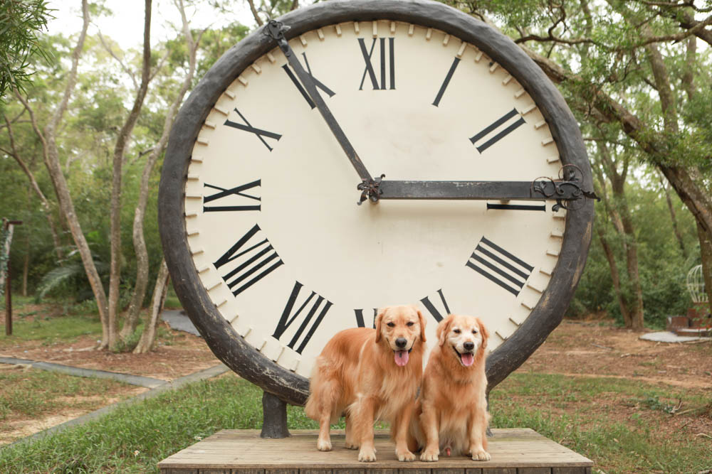 苗栗西湖|格林奇幻森林攝影基地。苗栗寵物友善景點、走進童話故事中夢幻場景、浪漫唯美婚紗場景 - 第19張圖 苗栗西湖|格林奇幻森林攝影基地。苗栗寵物友善景點、走進童話故事中夢幻場景、浪漫唯美婚紗場景