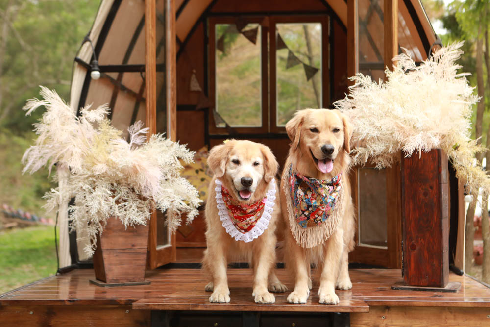 苗栗西湖|格林奇幻森林攝影基地。苗栗寵物友善景點、走進童話故事中夢幻場景、浪漫唯美婚紗場景 - 第2張圖 苗栗西湖|格林奇幻森林攝影基地。苗栗寵物友善景點、走進童話故事中夢幻場景、浪漫唯美婚紗場景