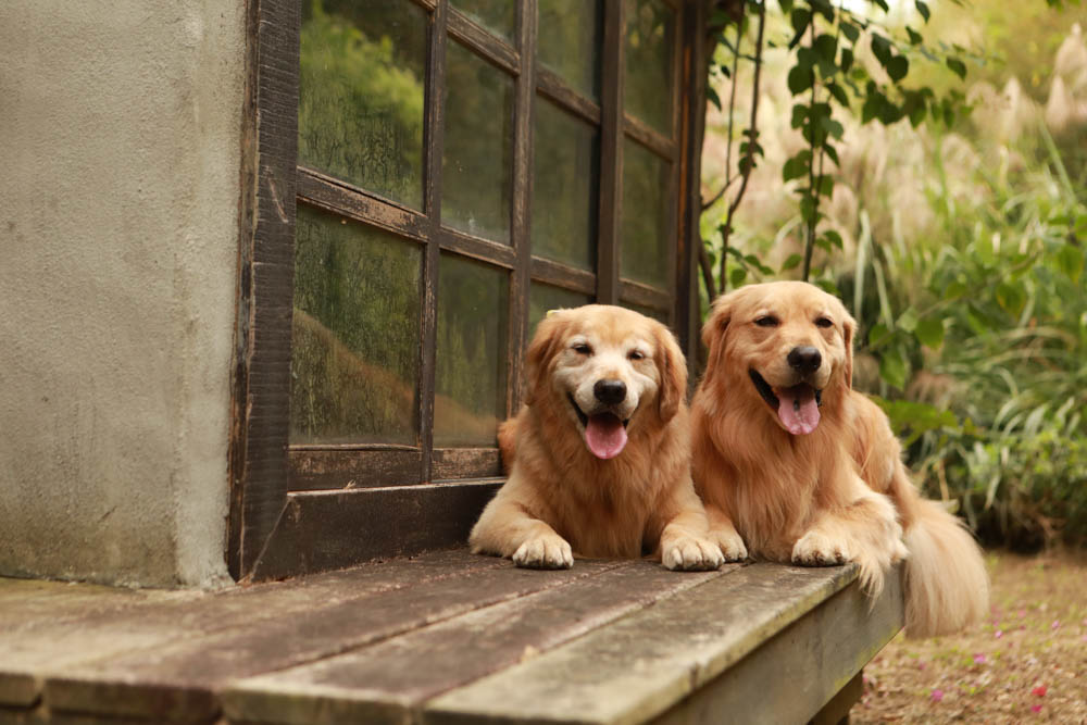 苗栗西湖|格林奇幻森林攝影基地。苗栗寵物友善景點、走進童話故事中夢幻場景、浪漫唯美婚紗場景 - 第25張圖 苗栗西湖|格林奇幻森林攝影基地。苗栗寵物友善景點、走進童話故事中夢幻場景、浪漫唯美婚紗場景