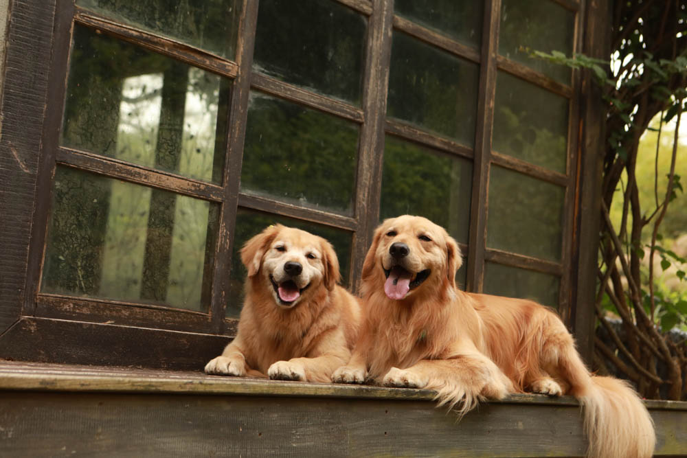 苗栗西湖|格林奇幻森林攝影基地。苗栗寵物友善景點、走進童話故事中夢幻場景、浪漫唯美婚紗場景 - 第24張圖 苗栗西湖|格林奇幻森林攝影基地。苗栗寵物友善景點、走進童話故事中夢幻場景、浪漫唯美婚紗場景