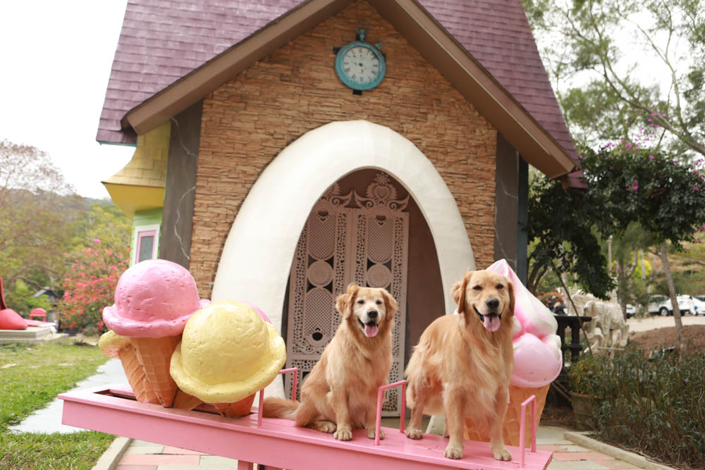 苗栗西湖|格林奇幻森林攝影基地。苗栗寵物友善景點、走進童話故事中夢幻場景、浪漫唯美婚紗場景 - 第28張圖 苗栗西湖|格林奇幻森林攝影基地。苗栗寵物友善景點、走進童話故事中夢幻場景、浪漫唯美婚紗場景