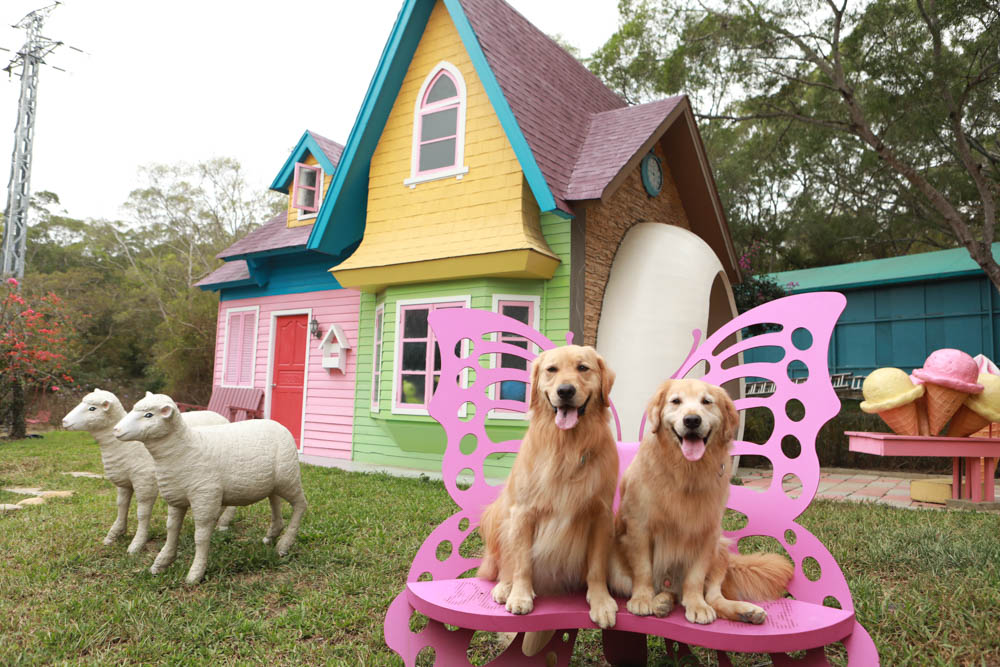 苗栗西湖|格林奇幻森林攝影基地。苗栗寵物友善景點、走進童話故事中夢幻場景、浪漫唯美婚紗場景 - 第29張圖 苗栗西湖|格林奇幻森林攝影基地。苗栗寵物友善景點、走進童話故事中夢幻場景、浪漫唯美婚紗場景