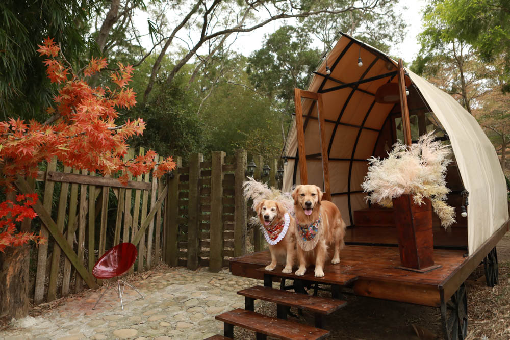 苗栗西湖|格林奇幻森林攝影基地。苗栗寵物友善景點、走進童話故事中夢幻場景、浪漫唯美婚紗場景 - 第3張圖 苗栗西湖|格林奇幻森林攝影基地。苗栗寵物友善景點、走進童話故事中夢幻場景、浪漫唯美婚紗場景