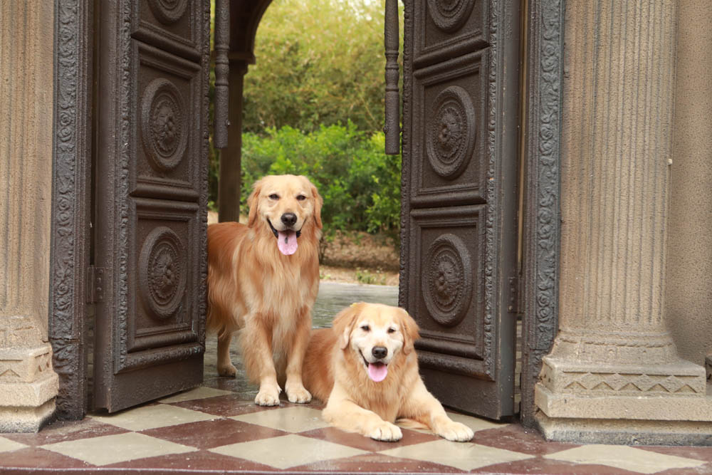 苗栗西湖|格林奇幻森林攝影基地。苗栗寵物友善景點、走進童話故事中夢幻場景、浪漫唯美婚紗場景 - 第31張圖 苗栗西湖|格林奇幻森林攝影基地。苗栗寵物友善景點、走進童話故事中夢幻場景、浪漫唯美婚紗場景