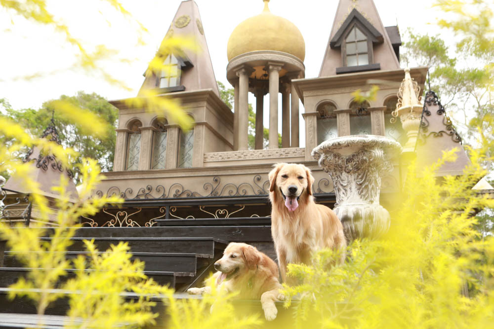 苗栗西湖|格林奇幻森林攝影基地。苗栗寵物友善景點、走進童話故事中夢幻場景、浪漫唯美婚紗場景 - 第32張圖 苗栗西湖|格林奇幻森林攝影基地。苗栗寵物友善景點、走進童話故事中夢幻場景、浪漫唯美婚紗場景