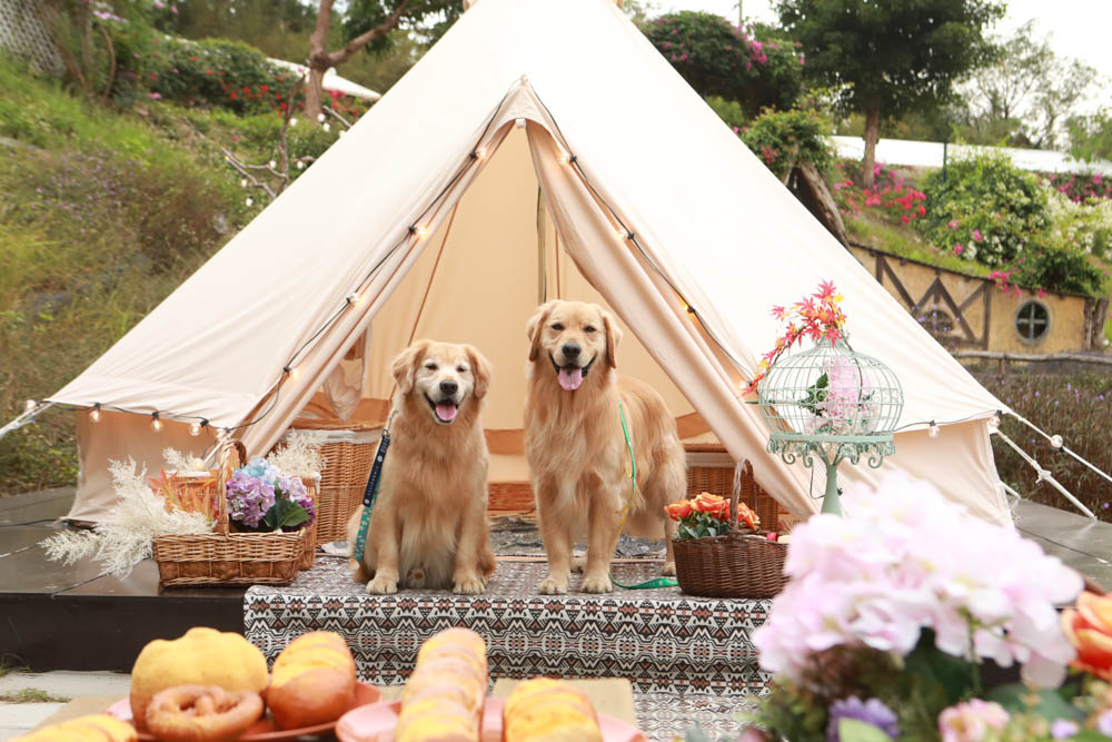 苗栗西湖|格林奇幻森林攝影基地。苗栗寵物友善景點、走進童話故事中夢幻場景、浪漫唯美婚紗場景 - 第35張圖 苗栗西湖|格林奇幻森林攝影基地。苗栗寵物友善景點、走進童話故事中夢幻場景、浪漫唯美婚紗場景