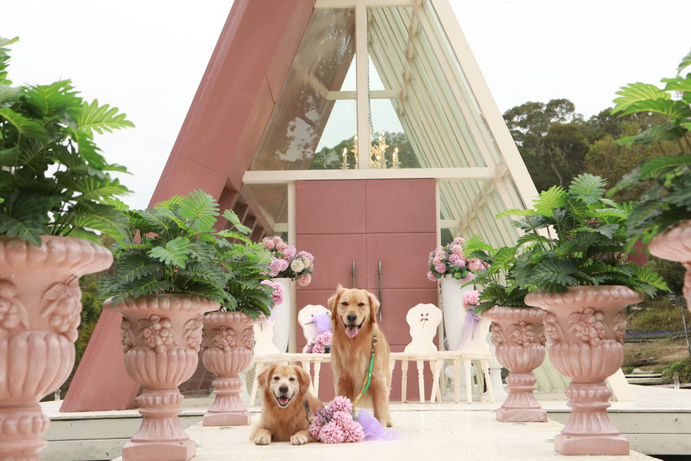 苗栗西湖|格林奇幻森林攝影基地。苗栗寵物友善景點、走進童話故事中夢幻場景、浪漫唯美婚紗場景 - 第39張圖 苗栗西湖|格林奇幻森林攝影基地。苗栗寵物友善景點、走進童話故事中夢幻場景、浪漫唯美婚紗場景