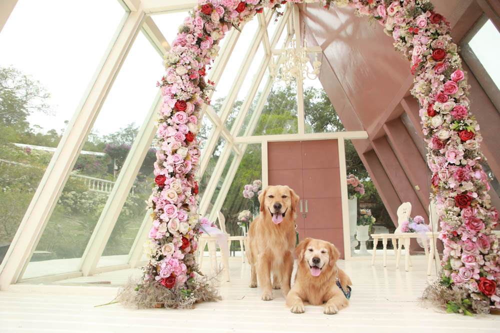 苗栗西湖|格林奇幻森林攝影基地。苗栗寵物友善景點、走進童話故事中夢幻場景、浪漫唯美婚紗場景 - 第40張圖 苗栗西湖|格林奇幻森林攝影基地。苗栗寵物友善景點、走進童話故事中夢幻場景、浪漫唯美婚紗場景