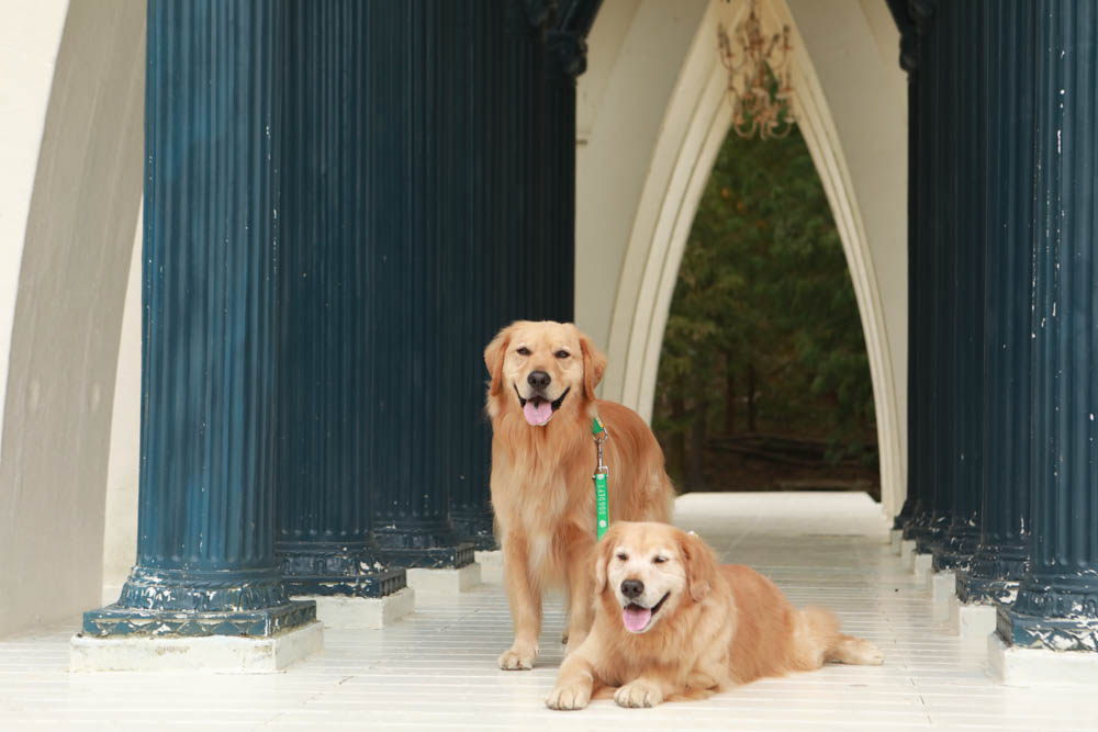 苗栗西湖|格林奇幻森林攝影基地。苗栗寵物友善景點、走進童話故事中夢幻場景、浪漫唯美婚紗場景 - 第42張圖 苗栗西湖|格林奇幻森林攝影基地。苗栗寵物友善景點、走進童話故事中夢幻場景、浪漫唯美婚紗場景