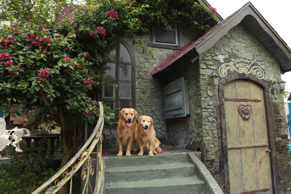 苗栗西湖|格林奇幻森林攝影基地。苗栗寵物友善景點、走進童話故事中夢幻場景、浪漫唯美婚紗場景 - 第53張圖 苗栗西湖|格林奇幻森林攝影基地。苗栗寵物友善景點、走進童話故事中夢幻場景、浪漫唯美婚紗場景