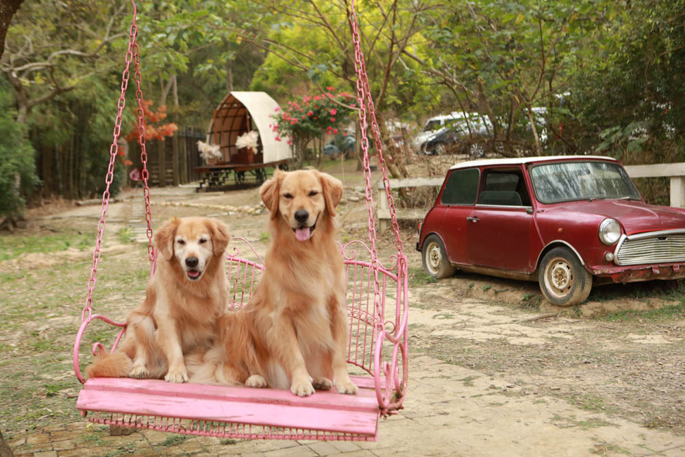 苗栗西湖|格林奇幻森林攝影基地。苗栗寵物友善景點、走進童話故事中夢幻場景、浪漫唯美婚紗場景 - 第4張圖 苗栗西湖|格林奇幻森林攝影基地。苗栗寵物友善景點、走進童話故事中夢幻場景、浪漫唯美婚紗場景