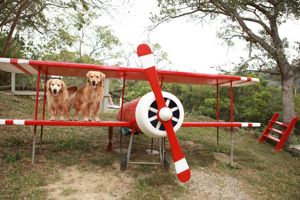 苗栗西湖|格林奇幻森林攝影基地。苗栗寵物友善景點、走進童話故事中夢幻場景、浪漫唯美婚紗場景 - 第5張圖 苗栗西湖|格林奇幻森林攝影基地。苗栗寵物友善景點、走進童話故事中夢幻場景、浪漫唯美婚紗場景