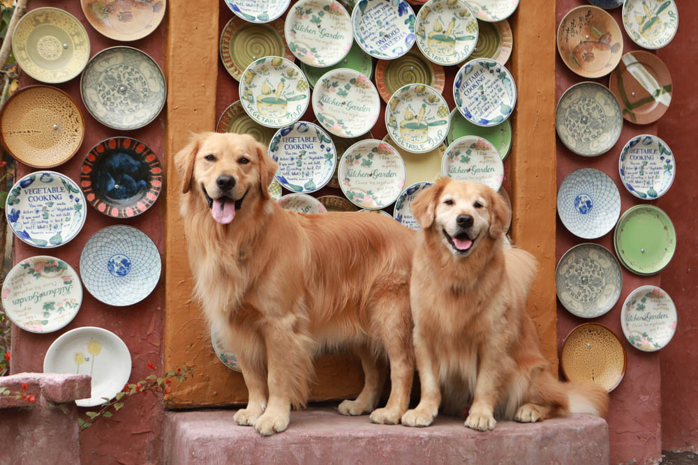 苗栗西湖|格林奇幻森林攝影基地。苗栗寵物友善景點、走進童話故事中夢幻場景、浪漫唯美婚紗場景 - 第6張圖 苗栗西湖|格林奇幻森林攝影基地。苗栗寵物友善景點、走進童話故事中夢幻場景、浪漫唯美婚紗場景