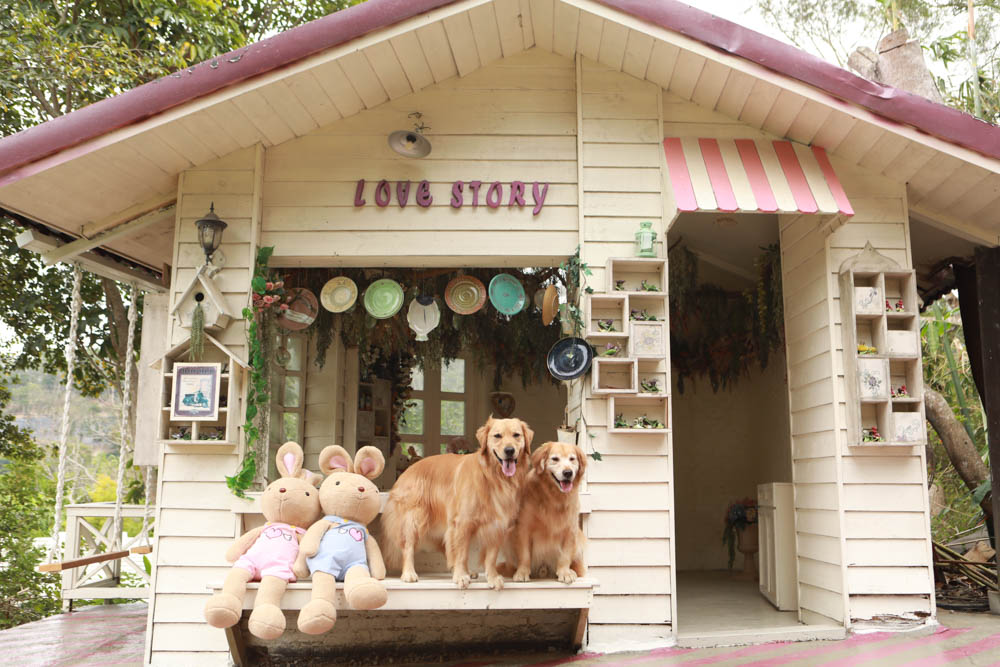 苗栗西湖|格林奇幻森林攝影基地。苗栗寵物友善景點、走進童話故事中夢幻場景、浪漫唯美婚紗場景 - 第1張圖 苗栗西湖|格林奇幻森林攝影基地。苗栗寵物友善景點、走進童話故事中夢幻場景、浪漫唯美婚紗場景