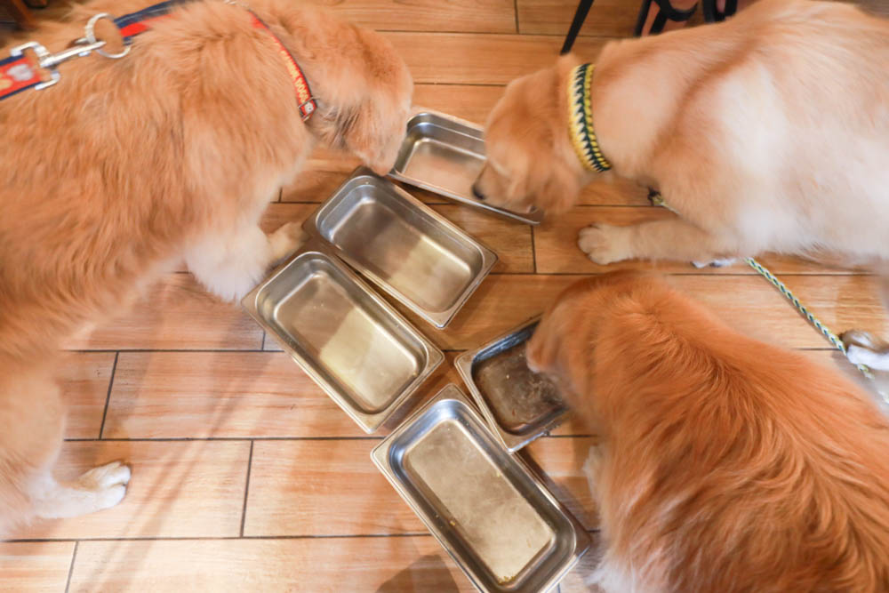 花蓮美食｜好好洋食。花蓮寵物友善餐廳、美國牛排、自助式蔬食沙拉吧、異國米飯套餐料理