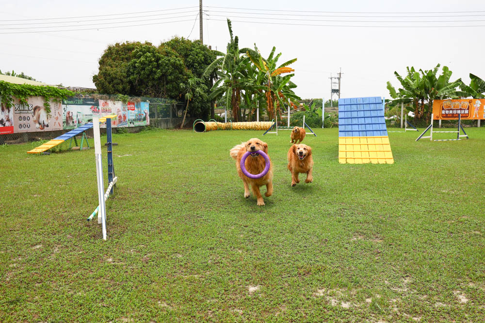 屏東萬丹|嬌滴滴寵物運動園。游泳池、大草皮、寵物休閒農場、寵物餐廳、兒童沙坑 (屏東寵物友善景點) - 第18張圖 屏東萬丹|嬌滴滴寵物運動園。游泳池、大草皮、寵物休閒農場、寵物餐廳、兒童沙坑 (屏東寵物友善景點)