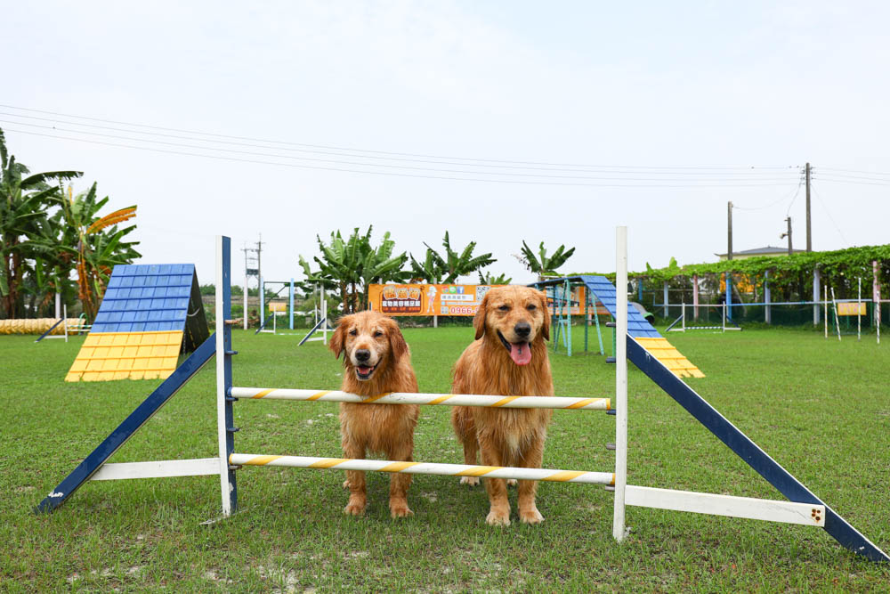 屏東萬丹|嬌滴滴寵物運動園。游泳池、大草皮、寵物休閒農場、寵物餐廳、兒童沙坑 (屏東寵物友善景點) - 第15張圖 屏東萬丹|嬌滴滴寵物運動園。游泳池、大草皮、寵物休閒農場、寵物餐廳、兒童沙坑 (屏東寵物友善景點)