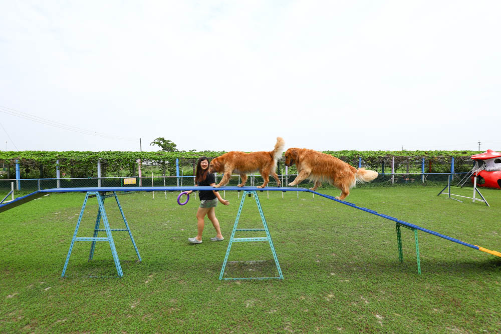 屏東萬丹|嬌滴滴寵物運動園。游泳池、大草皮、寵物休閒農場、寵物餐廳、兒童沙坑 (屏東寵物友善景點) - 第16張圖 屏東萬丹|嬌滴滴寵物運動園。游泳池、大草皮、寵物休閒農場、寵物餐廳、兒童沙坑 (屏東寵物友善景點)