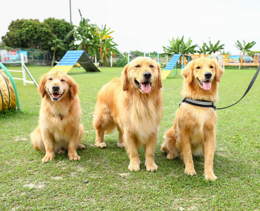屏東萬丹|嬌滴滴寵物運動園。游泳池、大草皮、寵物休閒農場、寵物餐廳、兒童沙坑 (屏東寵物友善景點) - 第23張圖 屏東萬丹|嬌滴滴寵物運動園。游泳池、大草皮、寵物休閒農場、寵物餐廳、兒童沙坑 (屏東寵物友善景點)