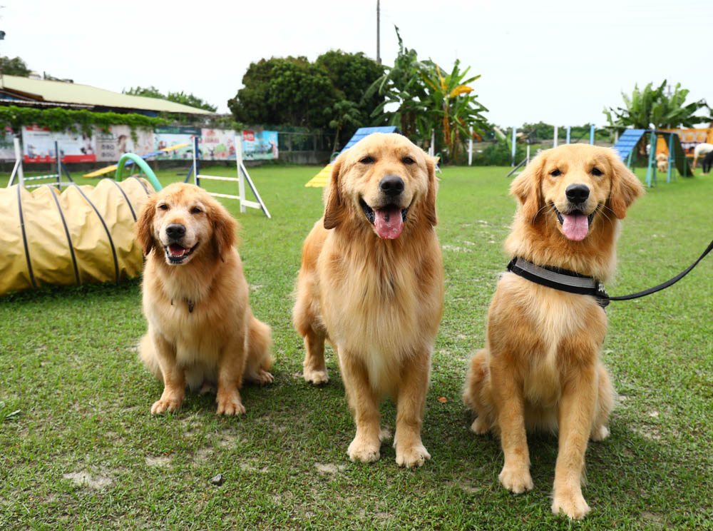 屏東萬丹|嬌滴滴寵物運動園。游泳池、大草皮、寵物休閒農場、寵物餐廳、兒童沙坑 (屏東寵物友善景點) - 第4張圖 屏東萬丹|嬌滴滴寵物運動園。游泳池、大草皮、寵物休閒農場、寵物餐廳、兒童沙坑 (屏東寵物友善景點)