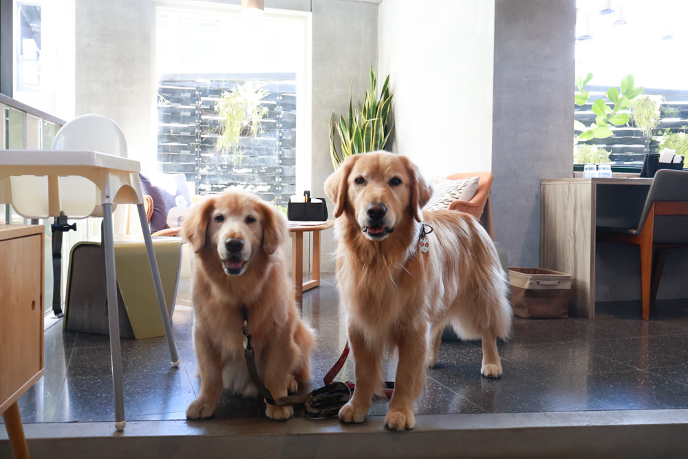 宜蘭美食｜向陽早午餐。寵物友善餐廳、森林系老屋咖啡廳、氛圍感十足的日式飯糰！！