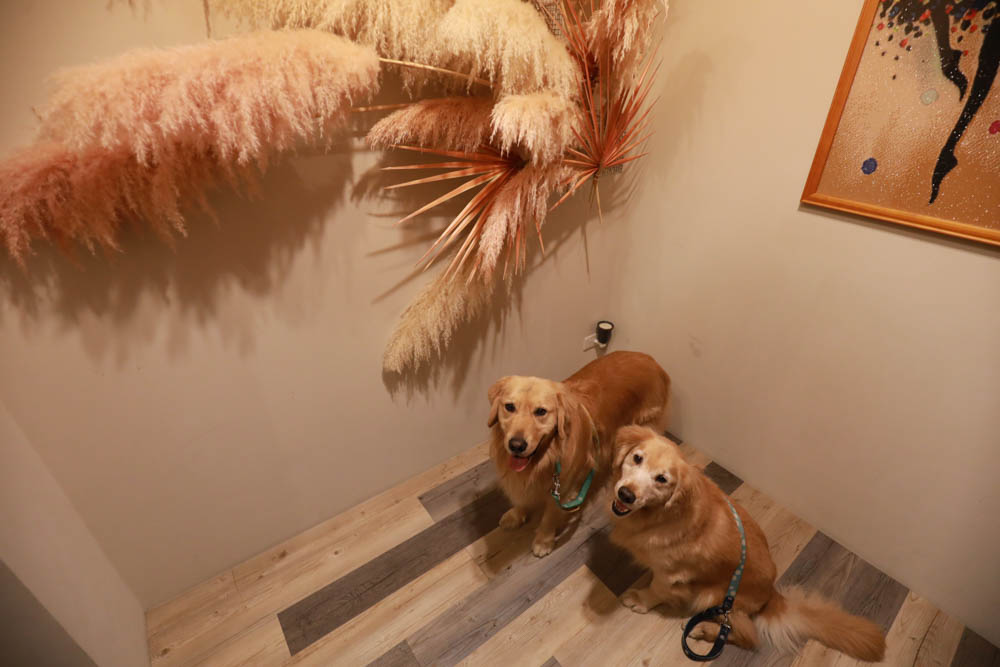 宜蘭礁溪民宿｜蒔裳秝景 Chance Villa 262。佇立於稻田中的絕美清水模民宿、寵物友善民宿、宜蘭包棟民宿