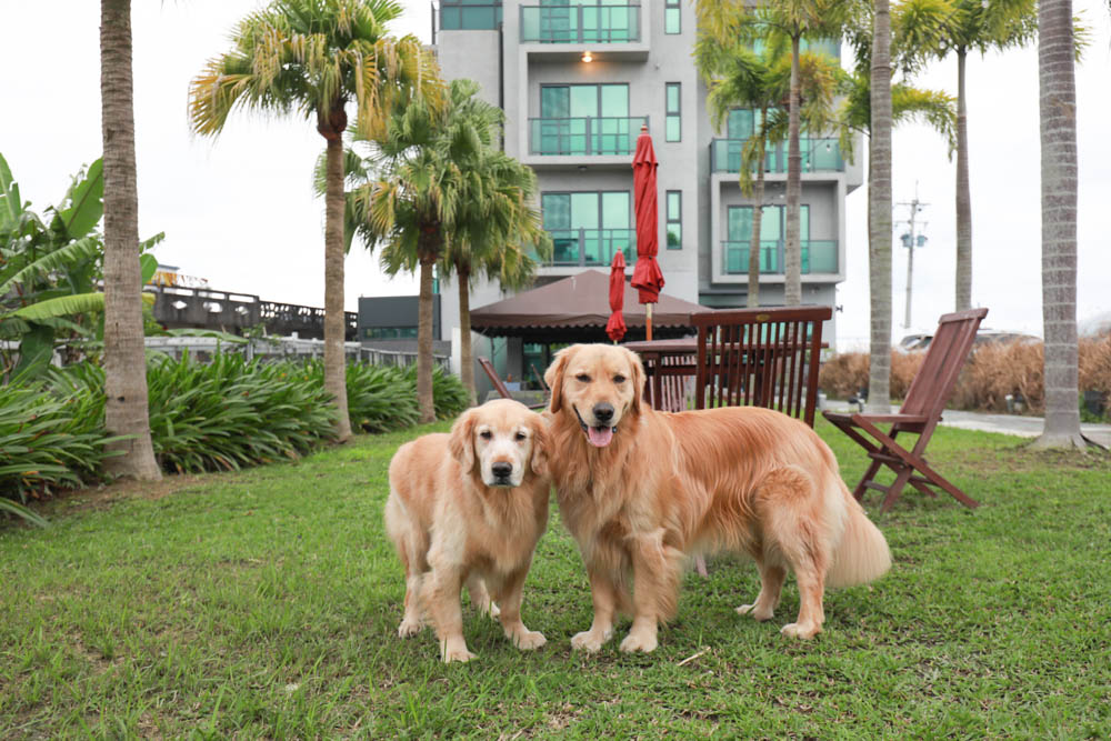 宜蘭礁溪民宿｜蒔裳秝景 Chance Villa 262。佇立於稻田中的絕美清水模民宿、寵物友善民宿、宜蘭包棟民宿