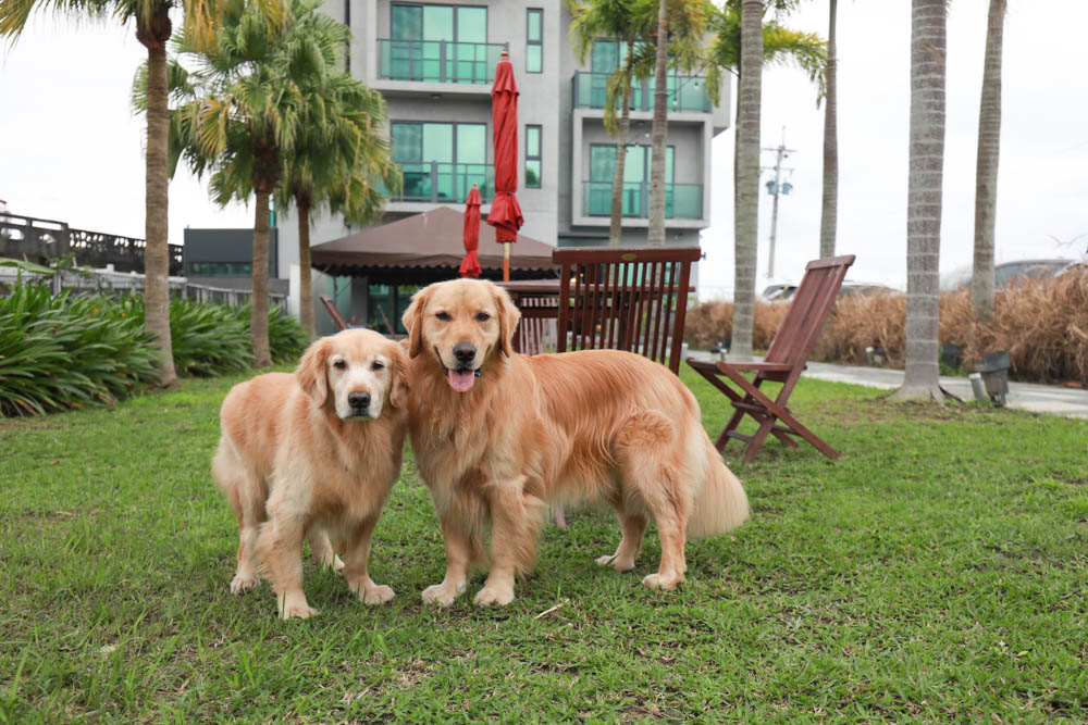 宜蘭礁溪民宿｜蒔裳秝景 Chance Villa 262。佇立於稻田中的絕美清水模民宿、寵物友善民宿、宜蘭包棟民宿