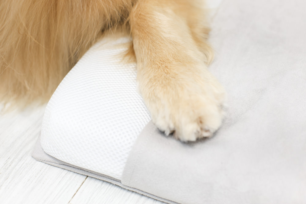 LINGO 3D透氣寵物床墊、LINGO鋁合金寵物碗架|台灣設計製造、寵物減壓睡墊、寵物餐碗推薦 - 第11張圖 LINGO 3D透氣寵物床墊、LINGO鋁合金寵物碗架|台灣設計製造、寵物減壓睡墊、寵物餐碗推薦