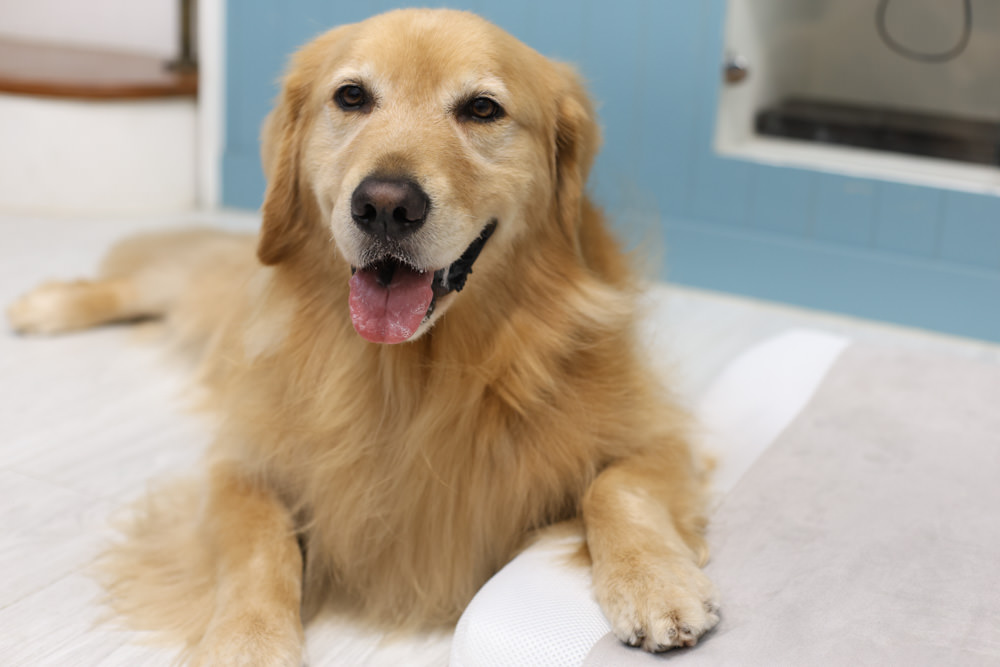 LINGO 3D透氣寵物床墊、LINGO鋁合金寵物碗架|台灣設計製造、寵物減壓睡墊、寵物餐碗推薦 - 第12張圖 LINGO 3D透氣寵物床墊、LINGO鋁合金寵物碗架|台灣設計製造、寵物減壓睡墊、寵物餐碗推薦