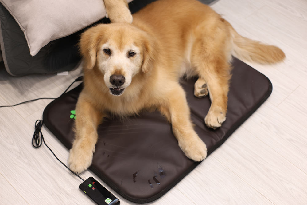 ePad Friends益沛得寵物脈衝電磁墊。居家照護、關節脊椎骨骼保養、放鬆肌肉、非侵入性的寵物日常保健