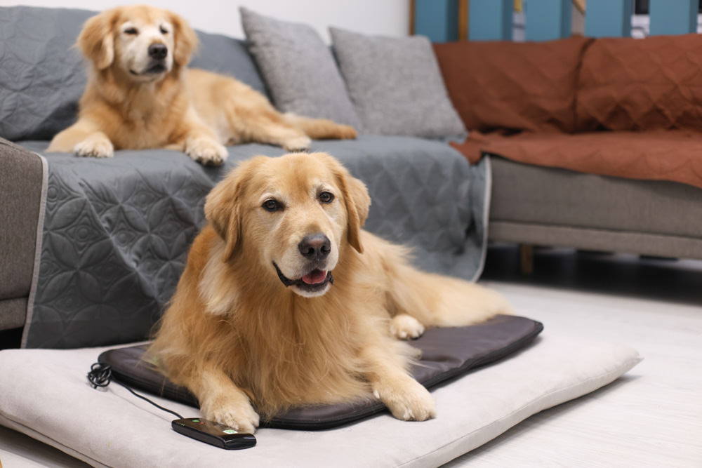 ePad Friends益沛得寵物脈衝電磁墊。居家照護、關節脊椎骨骼保養、放鬆肌肉、非侵入性的寵物日常保健