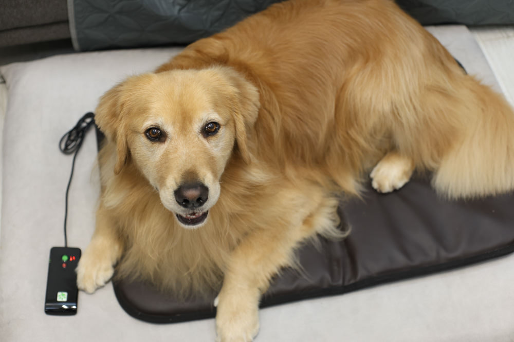 ePad Friends益沛得寵物脈衝電磁墊。居家照護、關節脊椎骨骼保養、放鬆肌肉、非侵入性的寵物日常保健