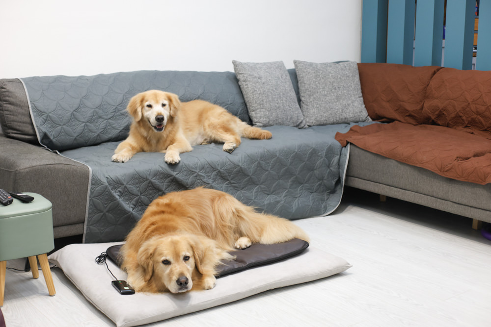 ePad Friends益沛得寵物脈衝電磁墊。居家照護、關節脊椎骨骼保養、放鬆肌肉、非侵入性的寵物日常保健