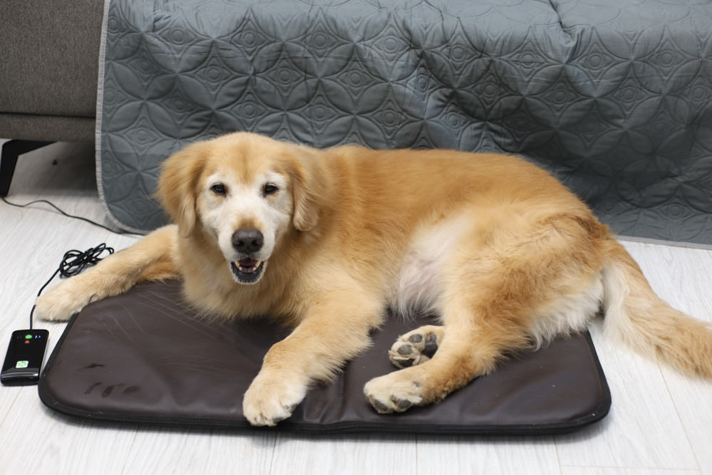 ePad Friends益沛得寵物脈衝電磁墊。居家照護、關節脊椎骨骼保養、放鬆肌肉、非侵入性的寵物日常保健