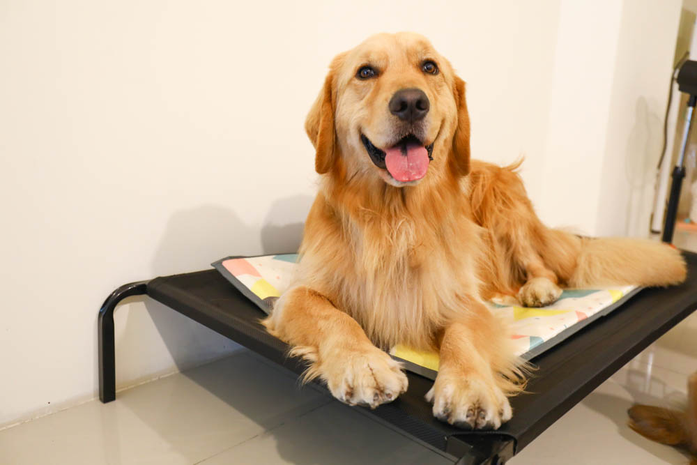 高雄住宿｜小歐精緻旅店。六合夜市旁、附設電梯，還有電鍋、微波爐、高雄寵物友善飯店民宿